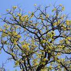 Baum im Frühling