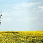 Baum im Frühling