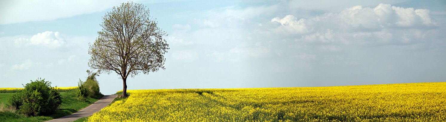 Baum im Frühling