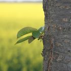 Baum im Frühling