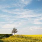 Baum im Frühling