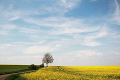 Baum im Frühling