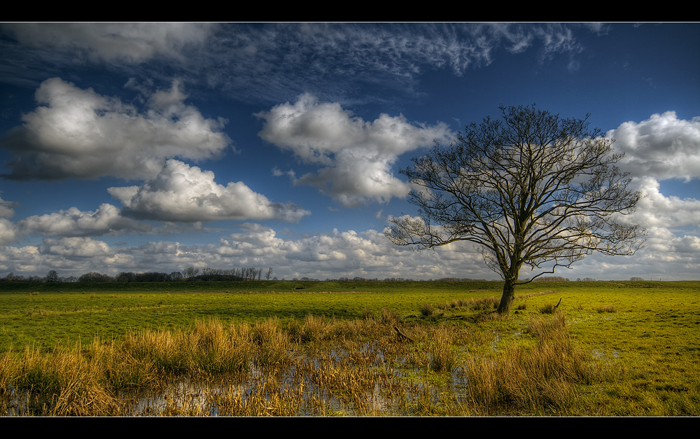 Baum im Frühling