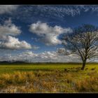 Baum im Frühling