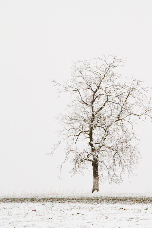 Baum im Frühling