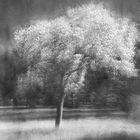 Baum im Frühling