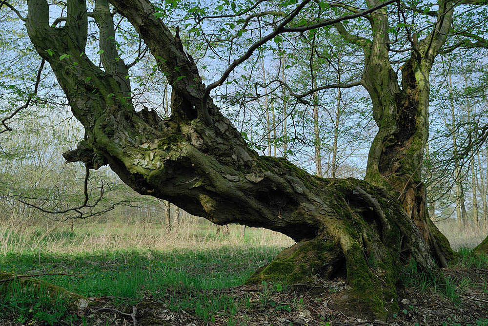 Baum im Frühling