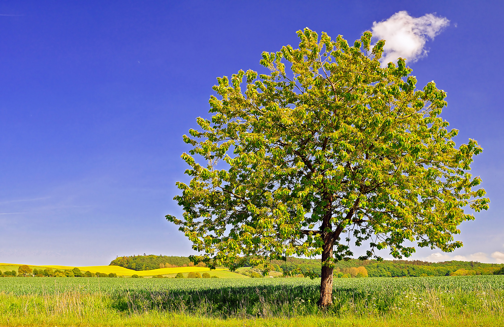 Baum Im Fruhling Foto Bild Landschaft Acker Felder Wiesen Landschaften Bilder Auf Fotocommunity