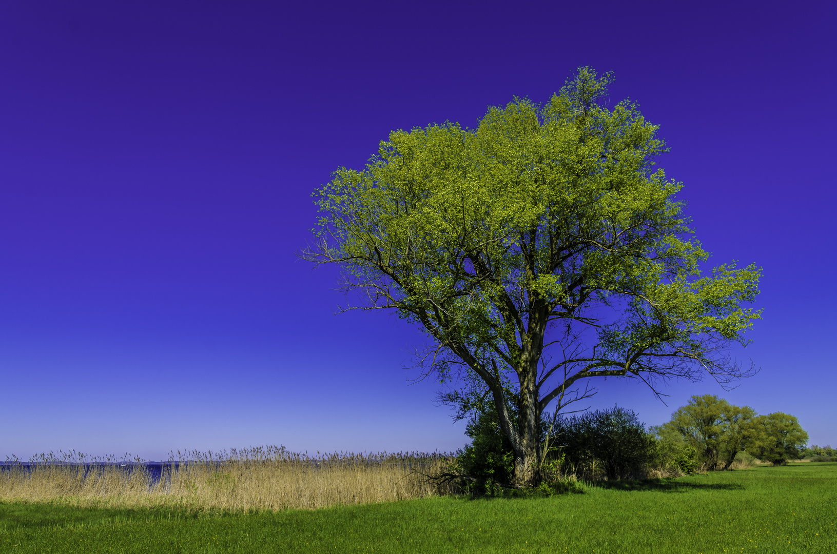 Baum im Frühling