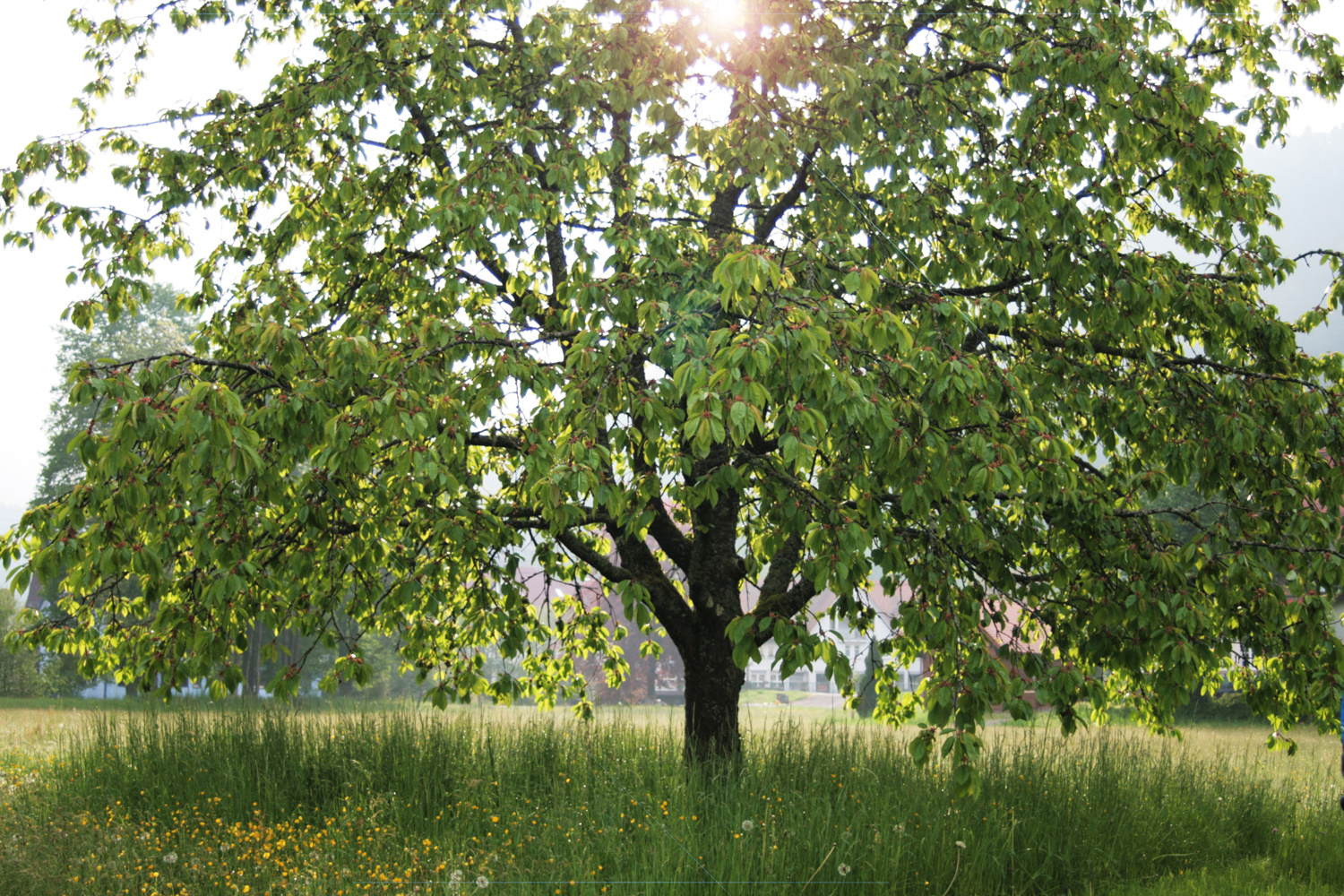 Baum im Frühling morgens in Schenkenzell