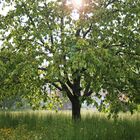 Baum im Frühling morgens in Schenkenzell