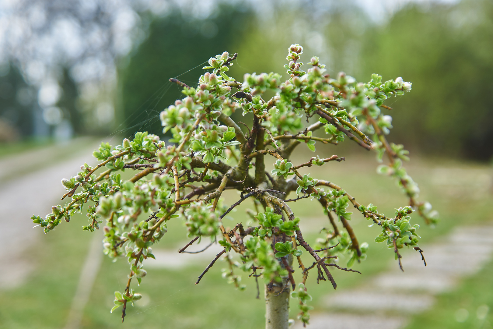 Baum im Frühling / Tree in spring