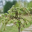 Baum im Frühling / Tree in spring