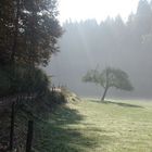 Baum im Frühnebel