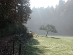 Baum im Frühnebel