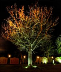 BAUM im GARTEN