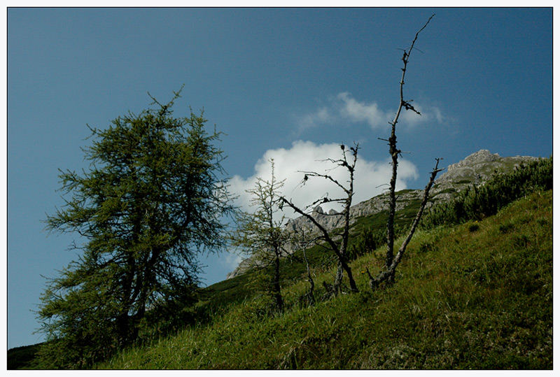 Baum im Gebirge