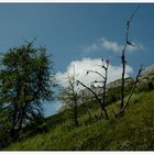 Baum im Gebirge