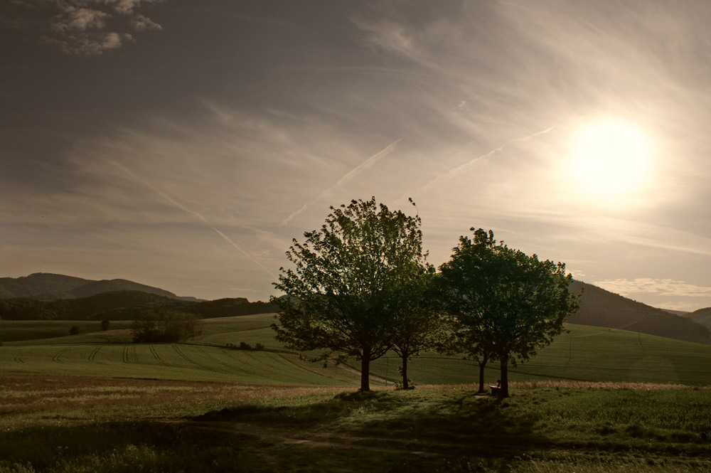 baum im gegenlicht