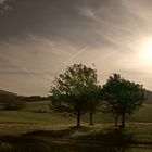 baum im gegenlicht