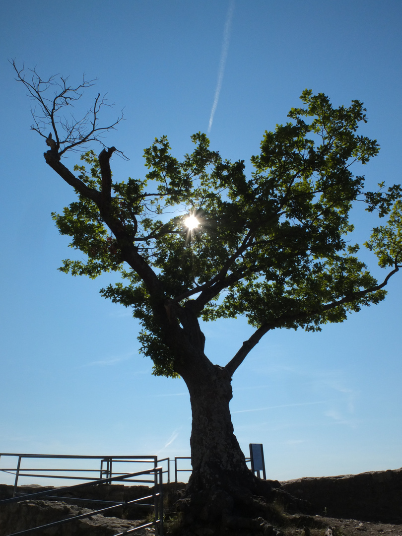 Baum im Gegenlicht