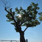 Baum im Gegenlicht