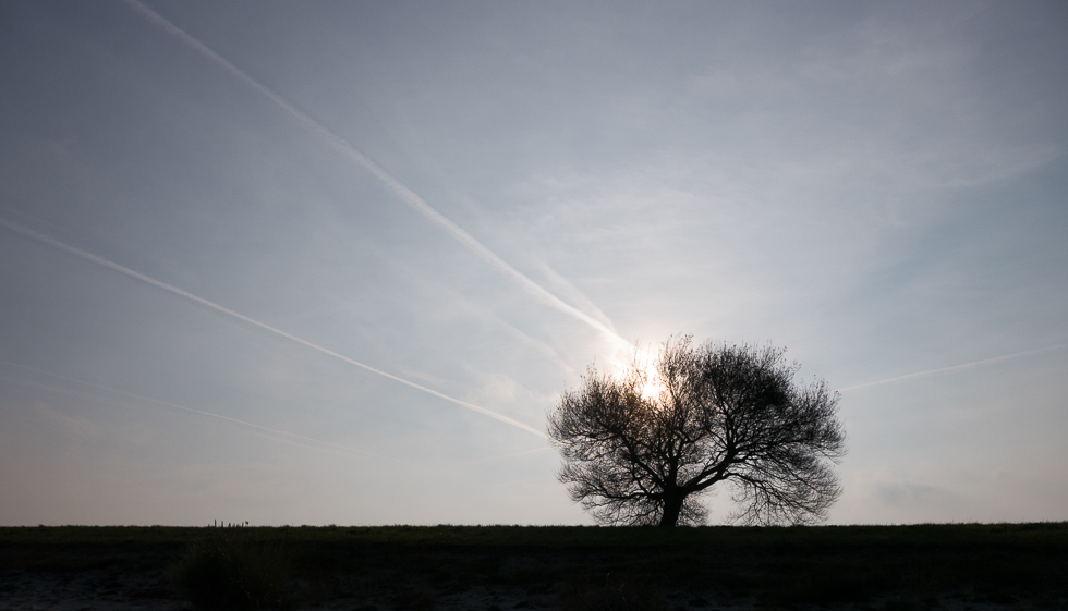 Baum im Gegenlicht