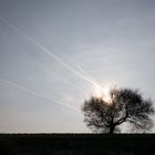 Baum im Gegenlicht