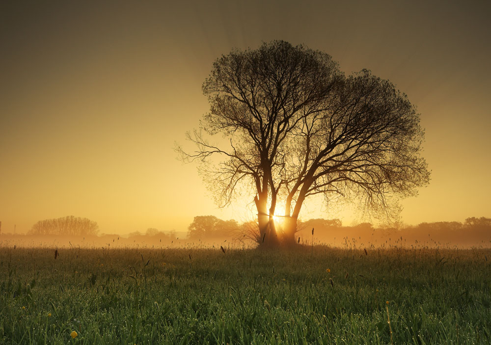 Baum im Gegenlicht