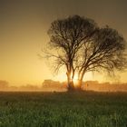 Baum im Gegenlicht