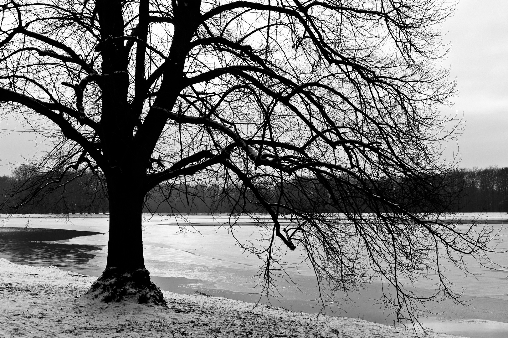 Baum im Gegenlicht