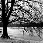 Baum im Gegenlicht