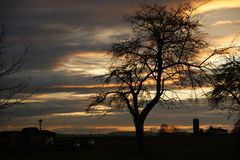 Baum im Gegenlicht