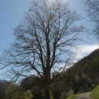 Baum im Gegenlicht