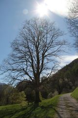 Baum im Gegenlicht