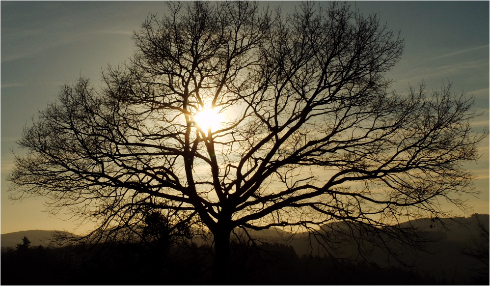 Baum im Gegenlicht