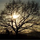 Baum im Gegenlicht