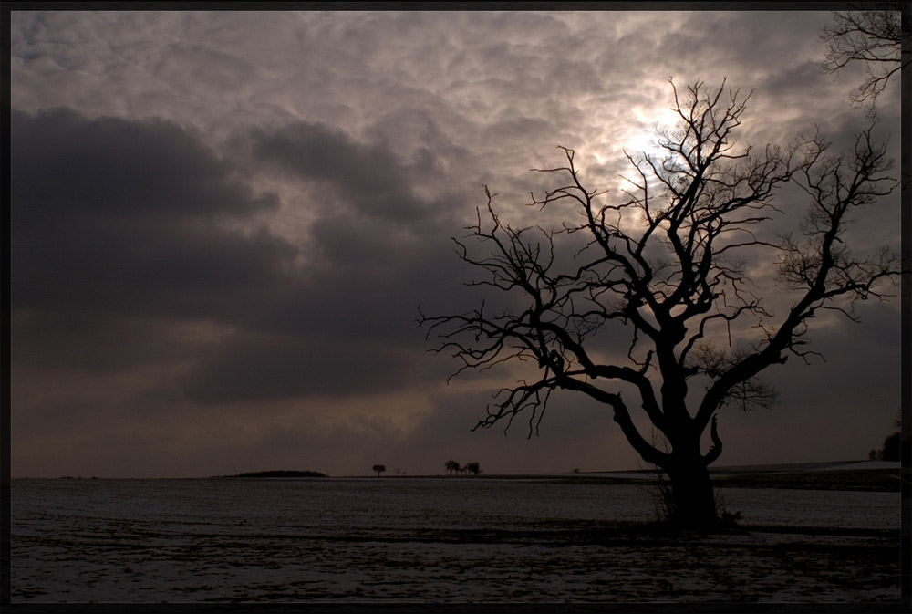 Baum im Gegenlicht²