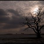 Baum im Gegenlicht²