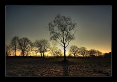 Baum im Gegenlicht