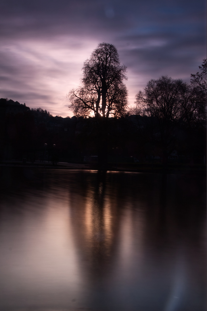 Baum im Gegenlicht