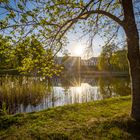 Baum im Gegenlicht