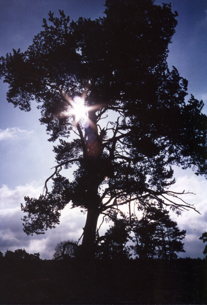 Baum im Gegenlicht