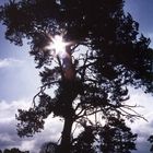 Baum im Gegenlicht