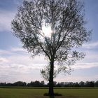 Baum im Gegenlicht