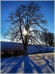 Baum im Gegenlicht