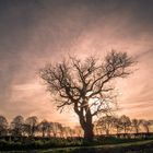 Baum im Gegenlicht