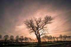 Baum im Gegenlicht