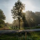 Baum im Gegenlicht