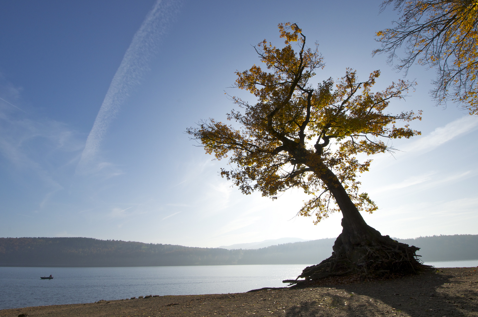 Baum im Gegenlicht